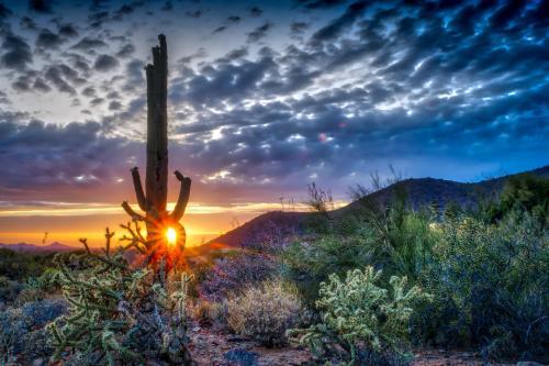 Cactus Run
