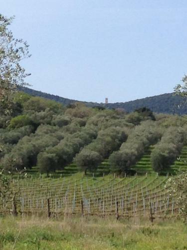 Agroturismo Podere Oslavia Az.agr.bio Giannini