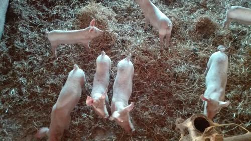 Agroturismo Carso