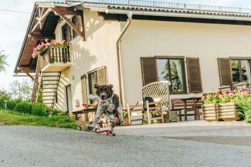 Hostal G�stezimmer & Buschenschank Mit Weingut Hack-gebell