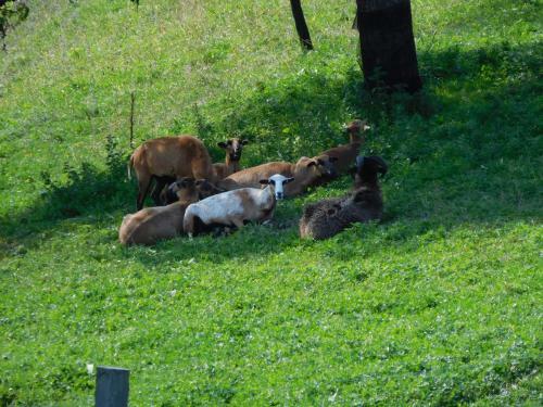 Agroturismo Urlaub Am Bauernhof Blamauer K�hr