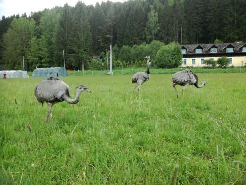 Apartamento Gr�ne Wiese - G�ste-minibungalow In Der Ederm�hle