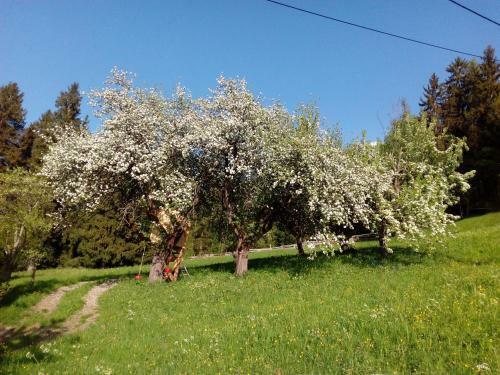 Apartamento Silzerhof