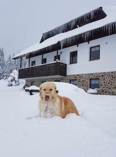 Hostal Pension Helena Honesov�