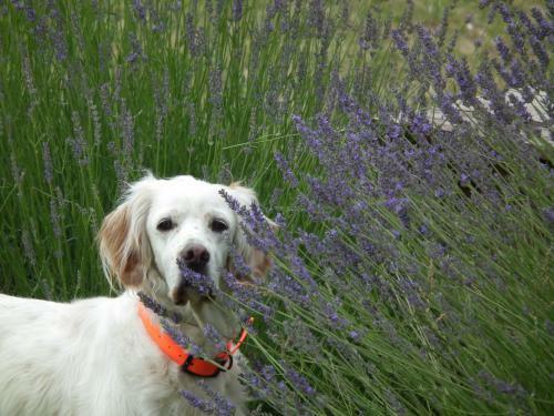 Bed & Breakfast Case Brizi Assisi