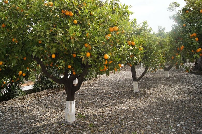 Bed & Breakfast Casa De Orange