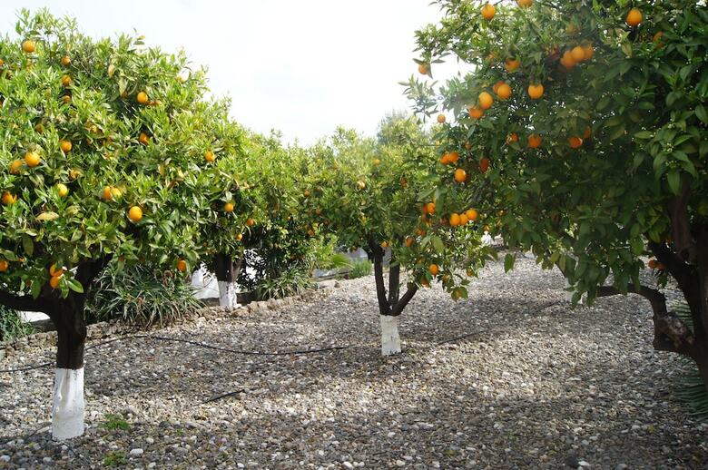 Bed & Breakfast Casa De Orange