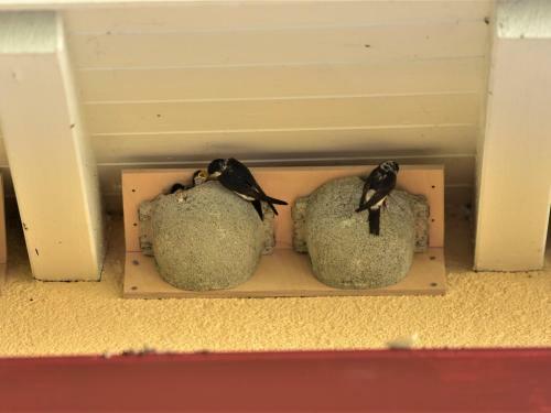 Apartamento Ferienwohnung Schwalbennest