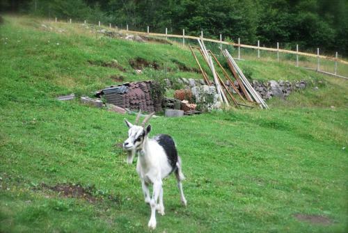 Agroturismo Maso La Vecchia Quercia