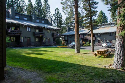 Mammoth Pines #02