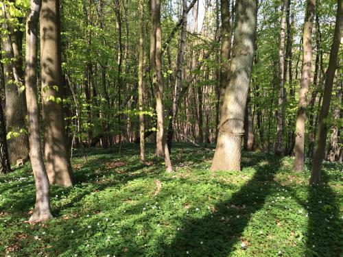 Apartamento Alte B�dnerei