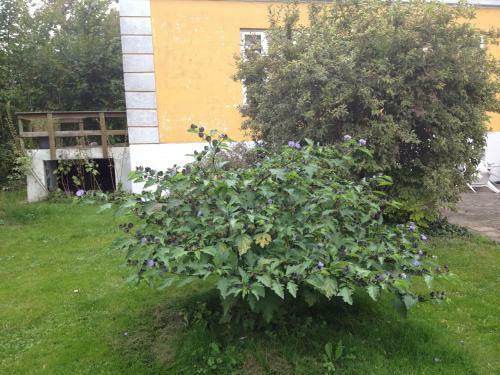 Bed & Breakfast Murermester Madsens Villa