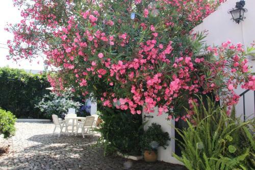 Patio Canelas