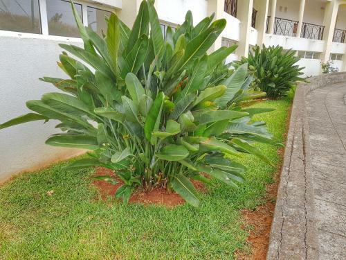 Falesia Apartment - Reis Magos Beach
