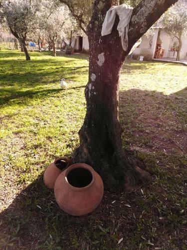 Quinta Souto Da Ordem - House