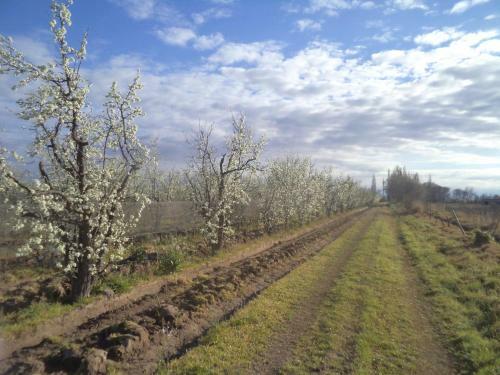 Finca Los Racimos Caba�a Bonarda