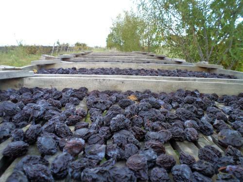 Finca Los Racimos Caba�a Bonarda