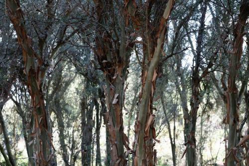 Bed & Breakfast Posada Reba�os