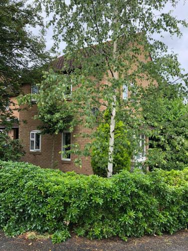 Rowan Tree