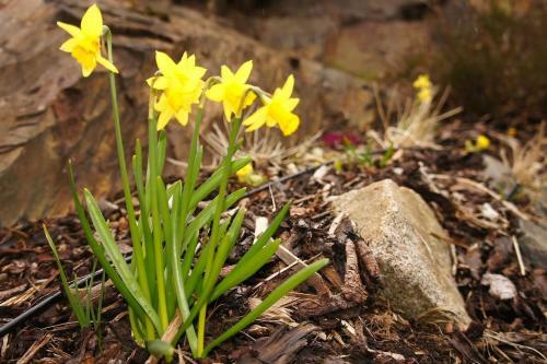 Apartamento Craig Moray Cottages Glencoe