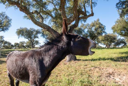 Agroturismo Herdade Das Onzenas De Cima