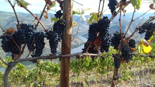 Bed & Breakfast Stay At The Winemaker