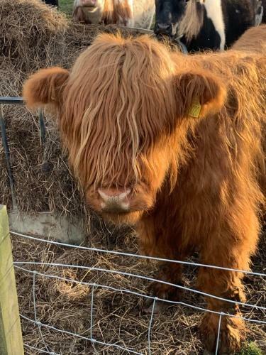 The Ploughman's Poet