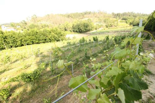 Agroturismo Quinta D'areda Wine&pool Experience