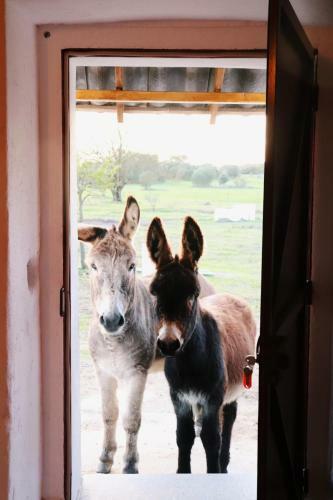 Agroturismo Monte Das Cobras - Country House
