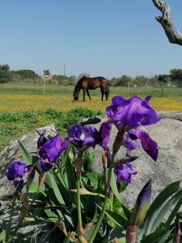 Agroturismo Monte Das Cobras - Country House