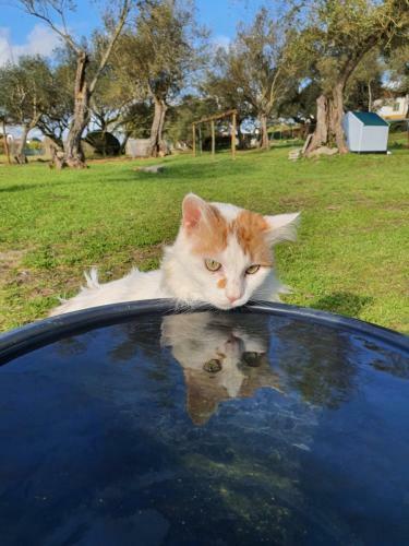 Agroturismo Monte Das Cobras - Country House
