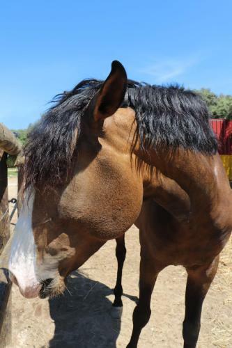 Agroturismo Monte Das Cobras - Country House