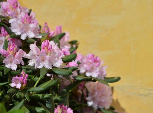 Bed & Breakfast Charmilles Des Cordeliers