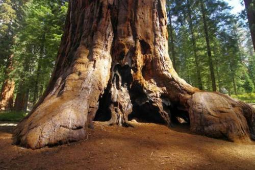 Silvertip Hideaway