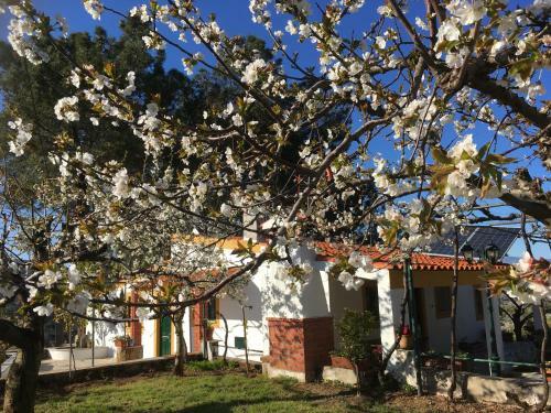 Casas De Campo Em Cerejal