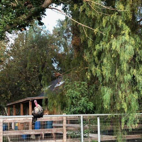 Wine Country Private Working Sheep Farm; Rustic Elegance