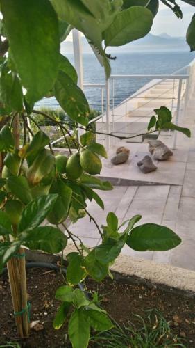 Epipleon Suites