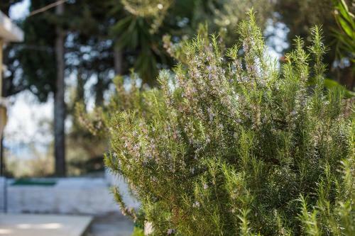 Olive Grove Poolside Apartments