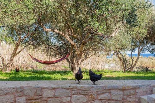 Olive Tree Farm 200m From The Beach