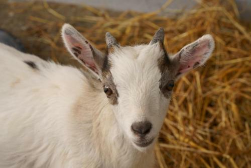 Gavi�o Nature Village