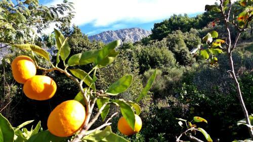 Apartamento Mimoza