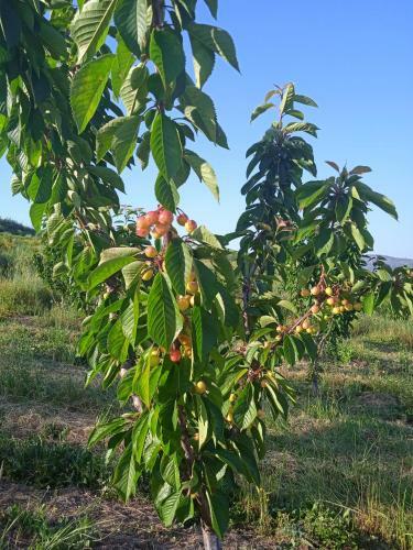 Agroturismo Quinta Do Passadi�o