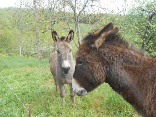 Hostal Chambre D'h�tes Et G�te Des Monts