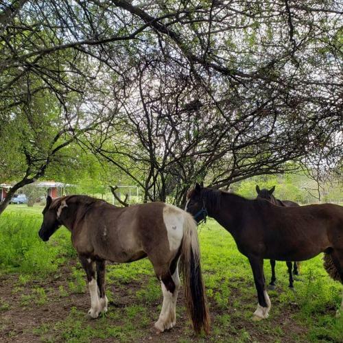 Agroturismo Estancia La Aida