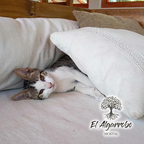 Hotel Hostal El Algarrobo