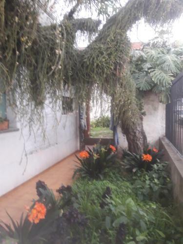 Hostal Casa Del Arbol Hostel