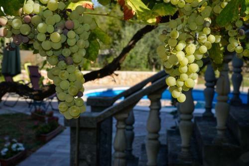 Apartment Villa Oliva With Private Swimming Pool