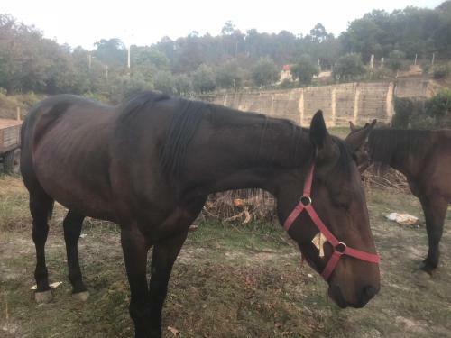 Agroturismo Quinta Do Cojo