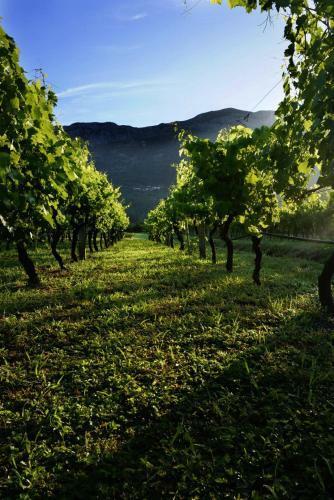 Lodge Vineyard Eco Cottage Near Dubrovnik