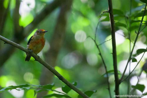 Ch�cara Beija Flor, No Meio Da Natureza